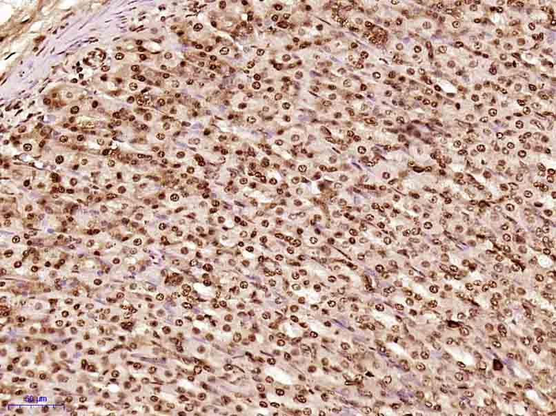 CLK2 Rabbit pAb(bs-7907R)-50ul