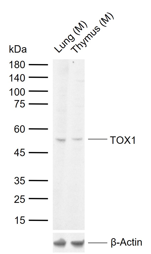 TOX1 Rabbit pAb(bs-17327R)-50u