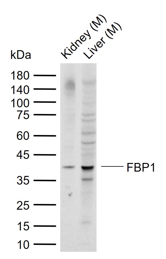 FBP1 Rabbit pAb(bs-20431R)-50u