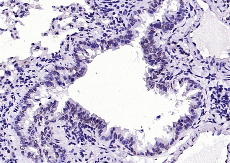 phospho-H2AX (Tyr143) Rabbit p