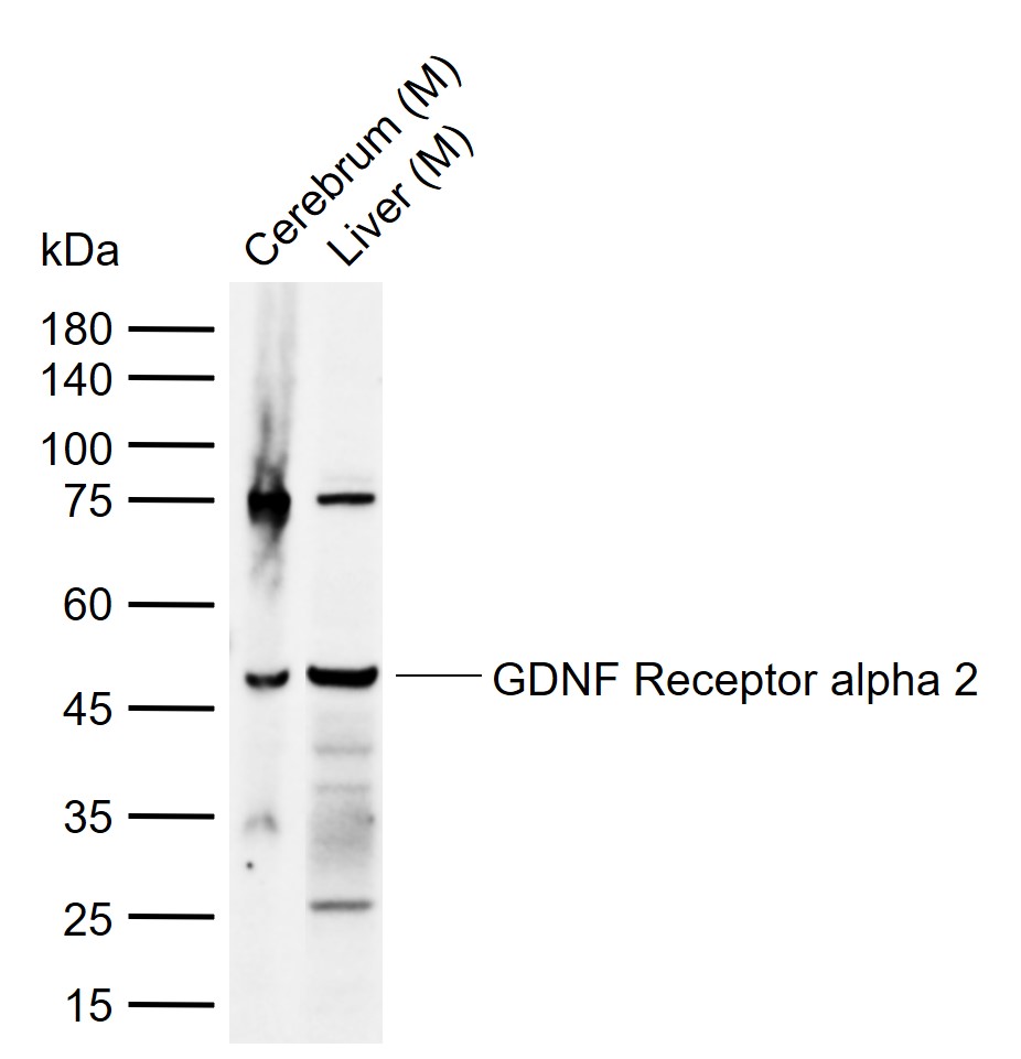 GDNF Receptor alpha 2 Rabbit p