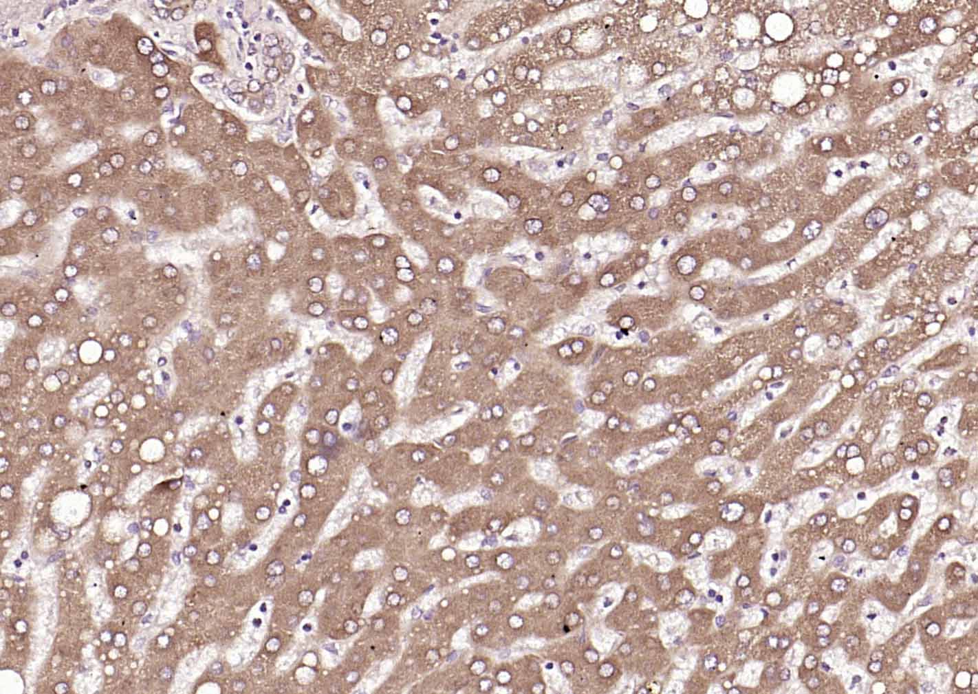 P4HB Recombinant Mouse mAb(bsm