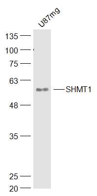 SHMT1 Rabbit pAb(bs-17468R)-50