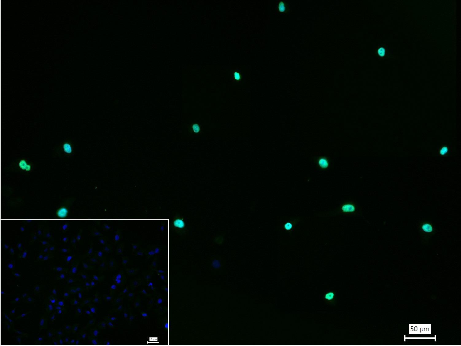 Histone H3 (Acetyl K23) Rabbit