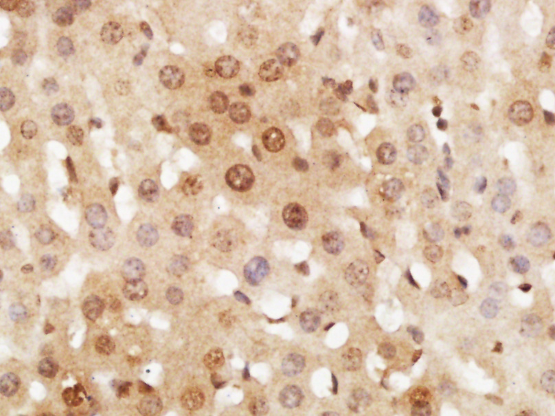 RNF7 Rabbit pAb(bs-7570R)-50ul