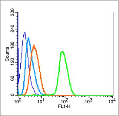 phospho-P53 (Ser6) Rabbit pAb(