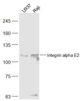 Integrin alpha E Rabbit pAb(bs
