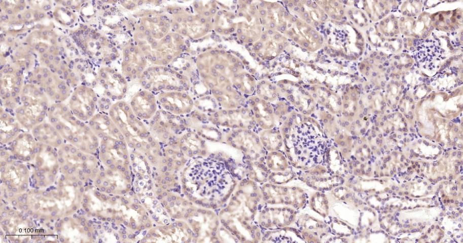 EIF2S1 Recombinant Rabbit mAb(