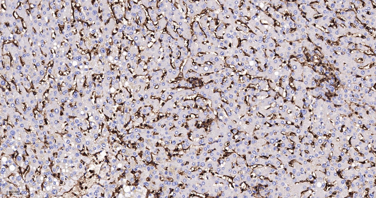 CD44 Recombinant Rabbit mAb(bs