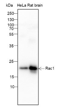 RAC1 Mouse mAb(bsm-60004M)-50u