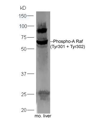 phospho-A Raf (Tyr301 + Tyr302