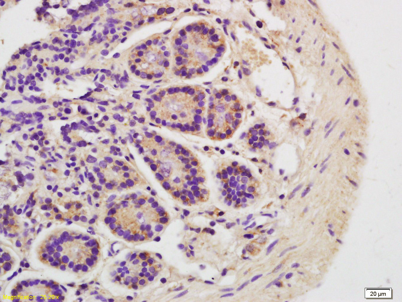 FAM210B Rabbit pAb(bs-14887R)-