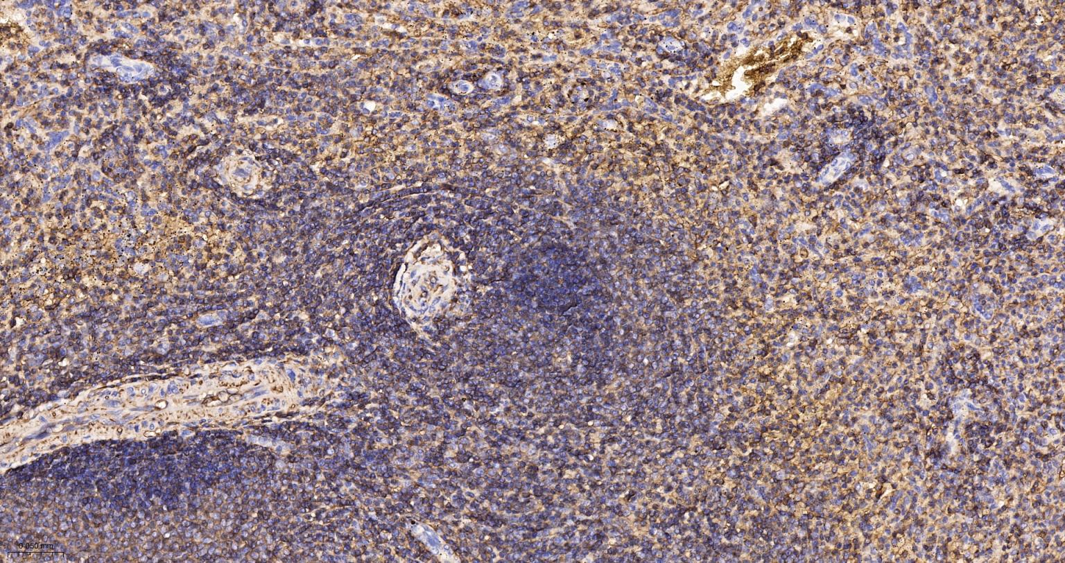 CD44 Recombinant Rabbit mAb(bs