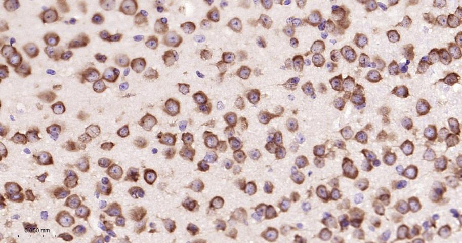 EIF2S1 Recombinant Rabbit mAb(