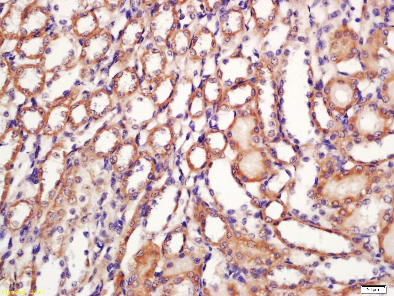 Kv1.8 Rabbit pAb(bs-16866R)-50