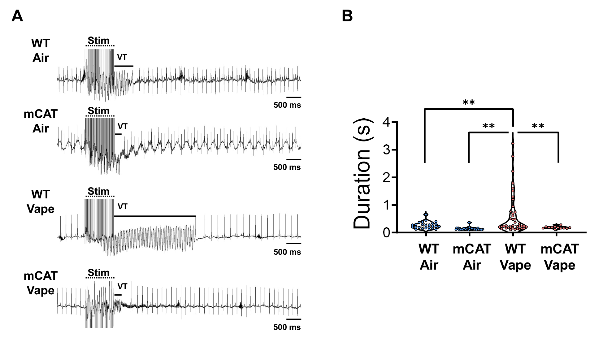 MED64平面微电极矩阵记录系统文章分享,美国科研团队发表Oxidative stress mediates cardiac electrophysiological injury in inhalation exposure to flavored vaping products