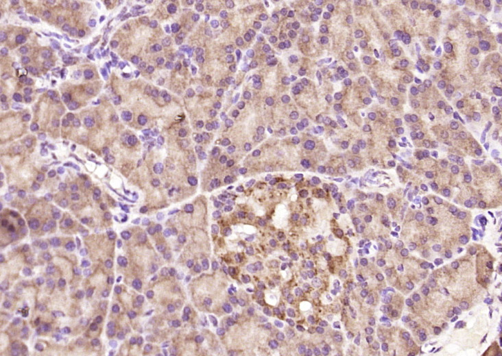 hnRNP Q Rabbit pAb(bs-17337R)-