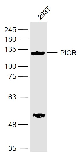 PIGR Rabbit pAb(bs-6061R)-50ul