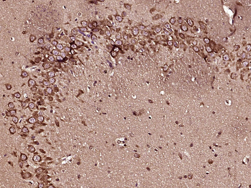 CCK8 Rabbit pAb(bs-0764R)-50ul