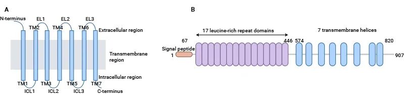 Schematic presentation of the general structure of GPCRs and LGR5