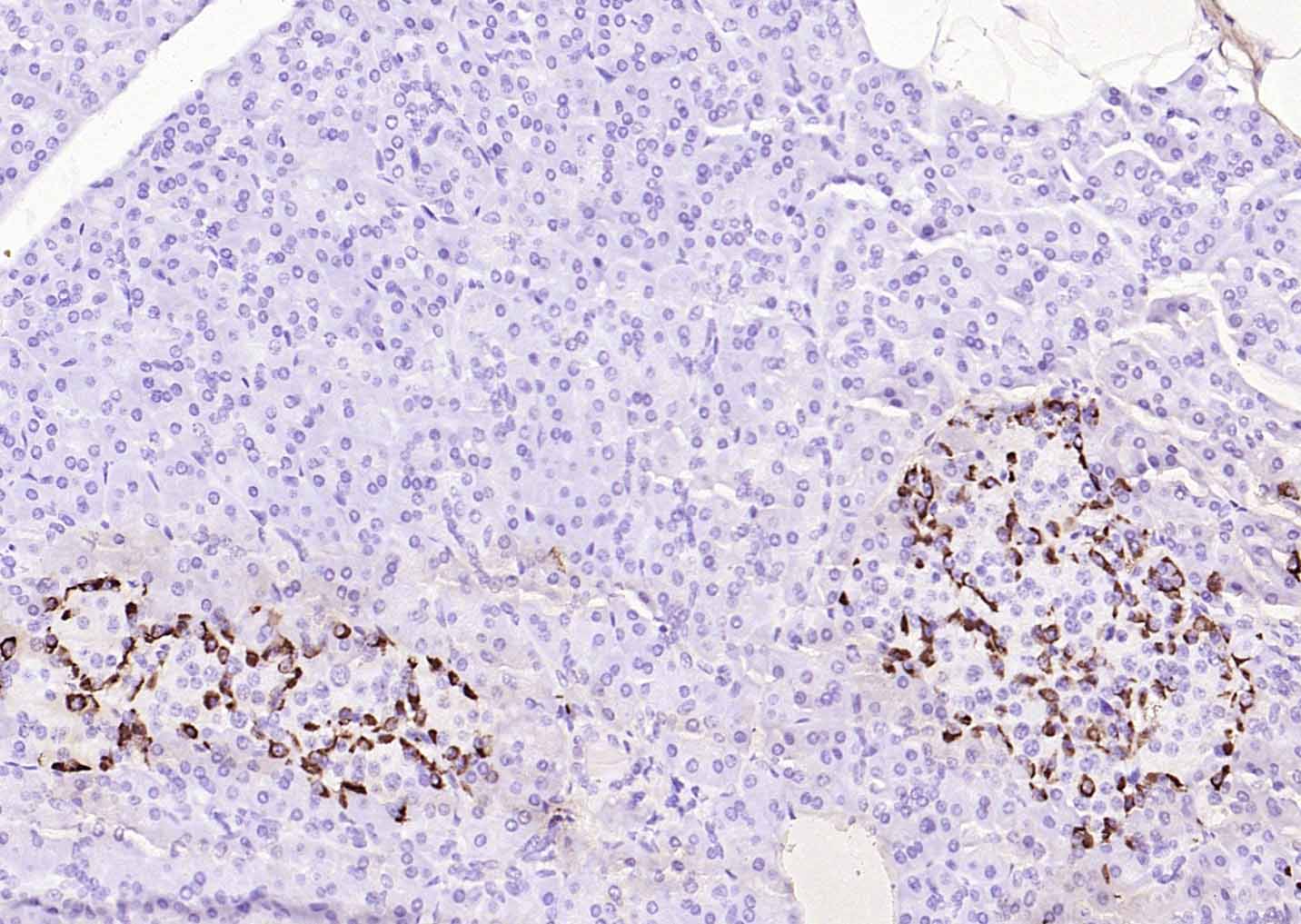 GLP-1(1G9) Mouse mAb(bsm-0933M