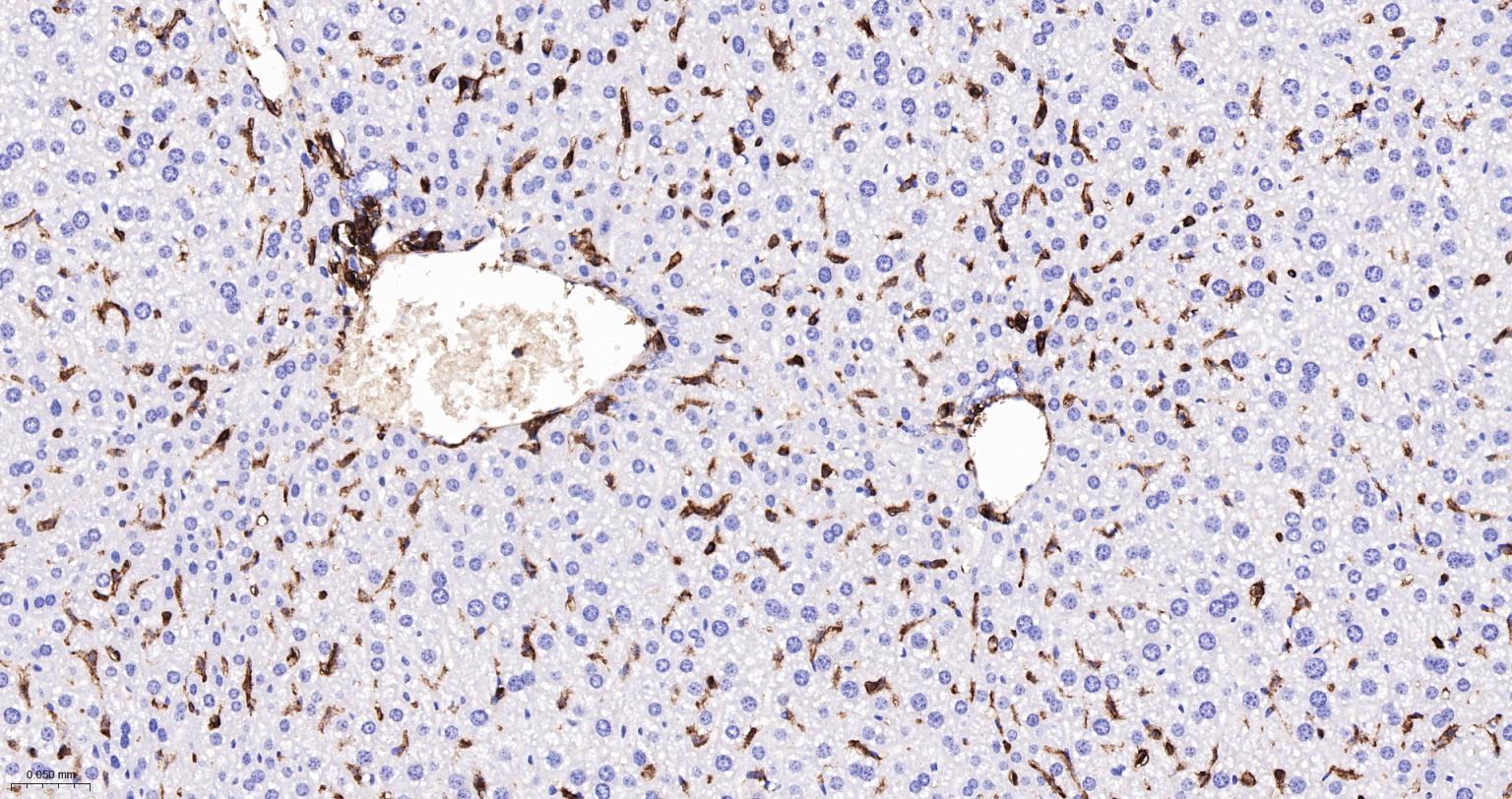 CD44 Recombinant Rabbit mAb(bs