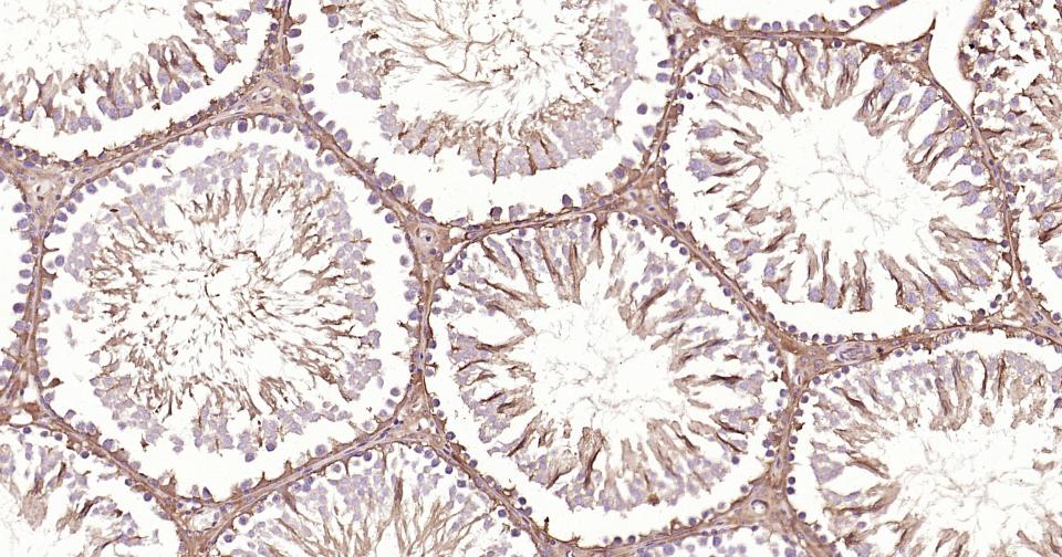 GAPDH Rabbit pAb, Loading Cont