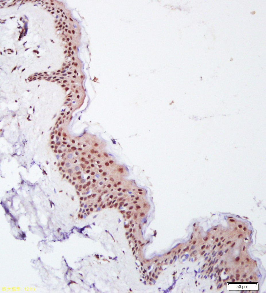 phospho-E2F1 (Ser332) Rabbit p