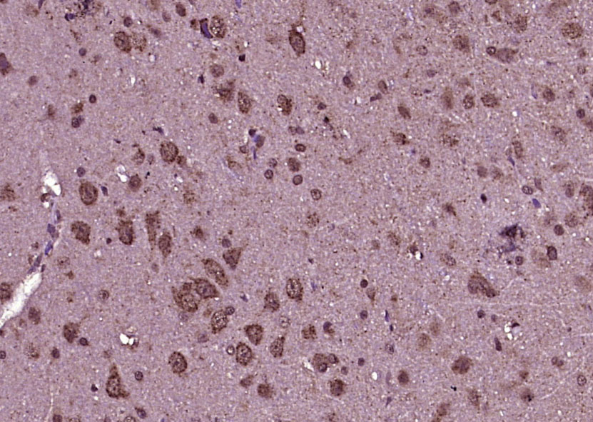 phospho-Tau (Ser422) Rabbit pA