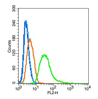phospho-ASK1 (Thr845) Rabbit p