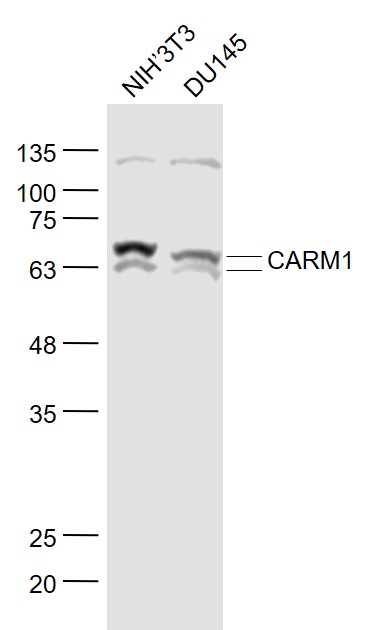 CARM1 Rabbit pAb(bs-4098R)-50u