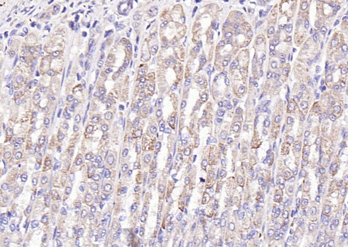 Gastrin Rabbit pAb(bs-1189R)-5