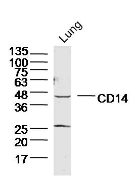 CD14 Rabbit pAb(bs-20796R)-50u