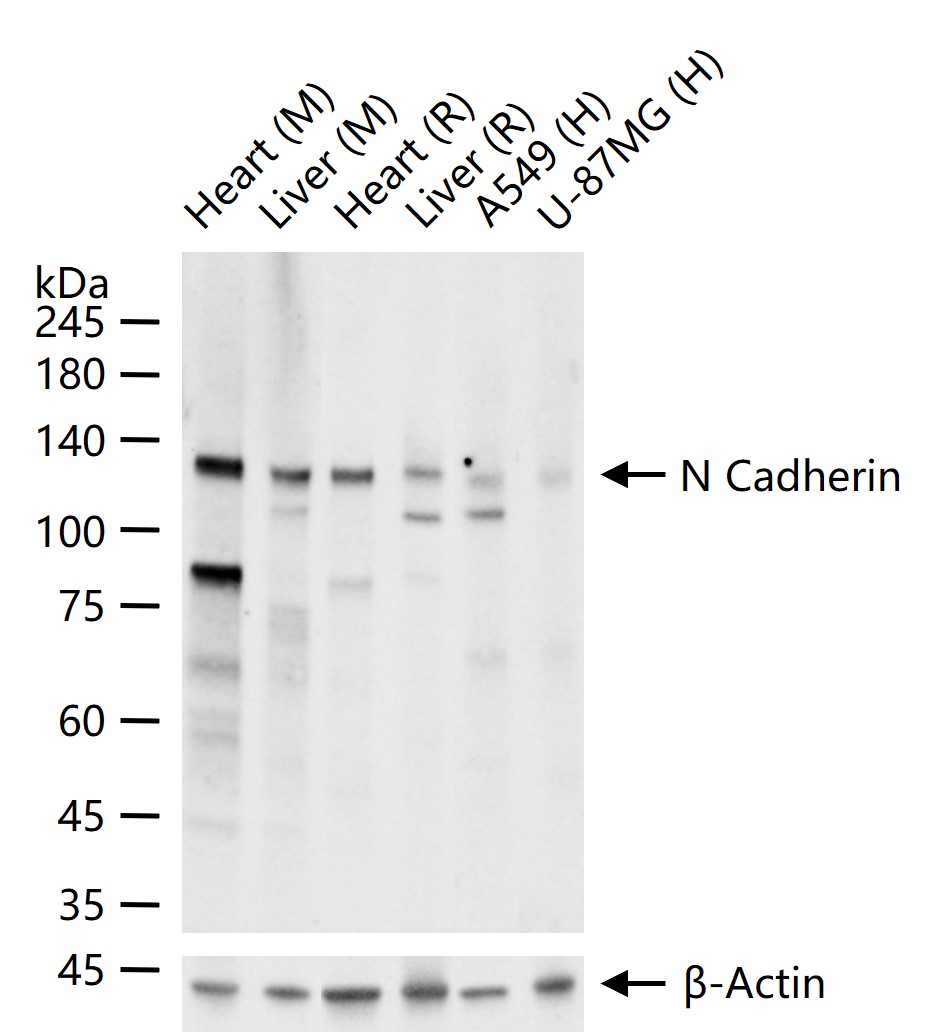 N-cadherin Mouse mAb(bsm-34125