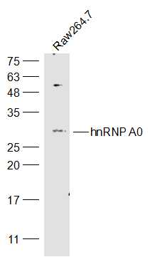 hnRNP A0 Rabbit pAb(bs-17339R)
