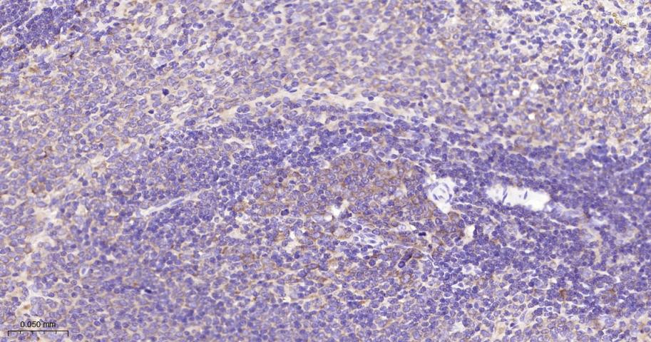 EIF2S1 Recombinant Rabbit mAb(