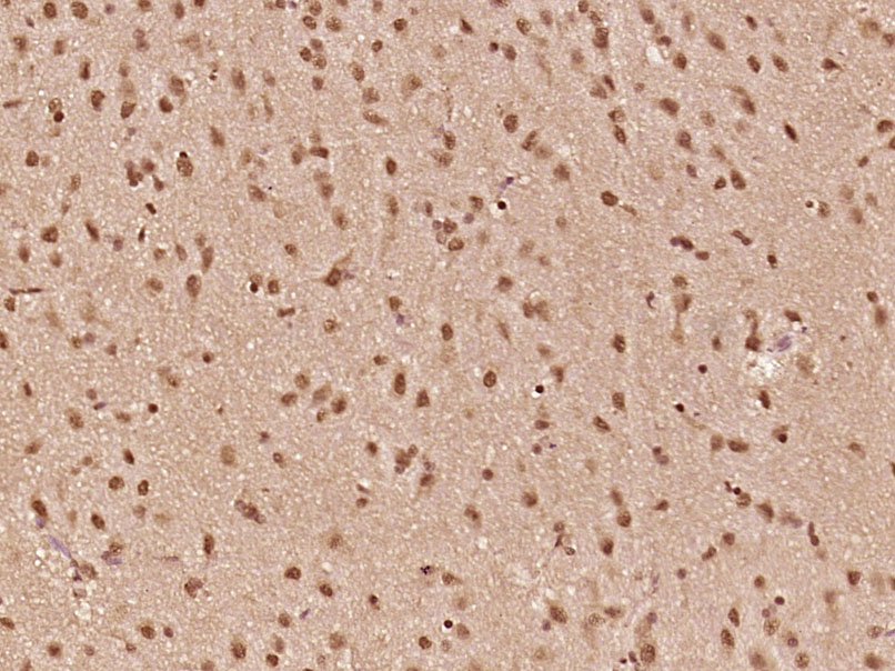 RGS20 Rabbit pAb(bs-20516R)-50