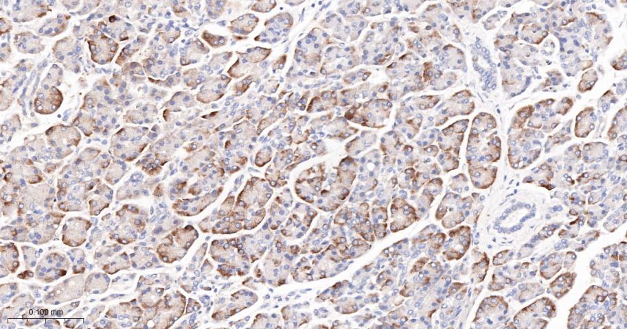 phospho-FoxO3a (Ser253) Recomb