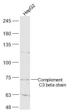 Complement C3 beta chain Rabbi
