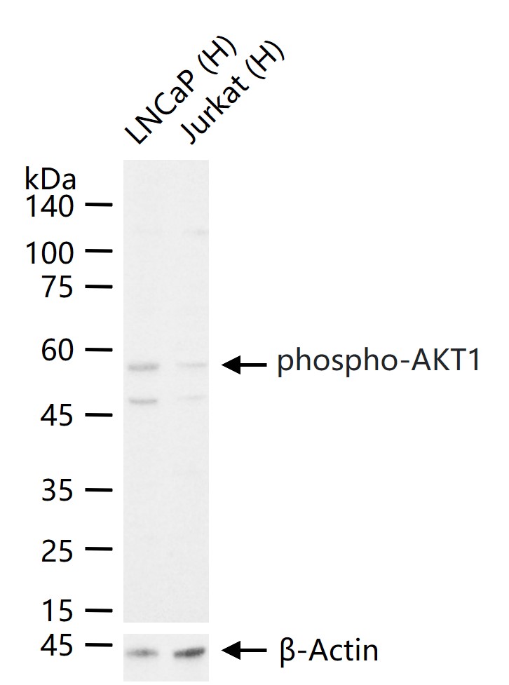 phospho-AKT1 (Ser129) Rabbit p