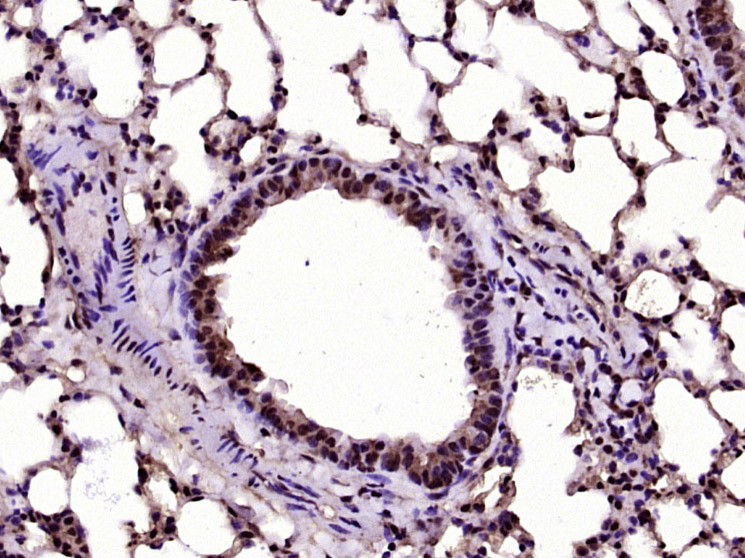 phospho-AKT1 (Ser129) Rabbit p
