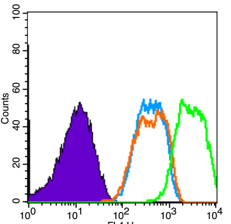 phospho-VEGF receptor 2 (Tyr10