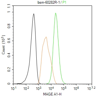 MAGEA1 Recombinant Rabbit mAb(