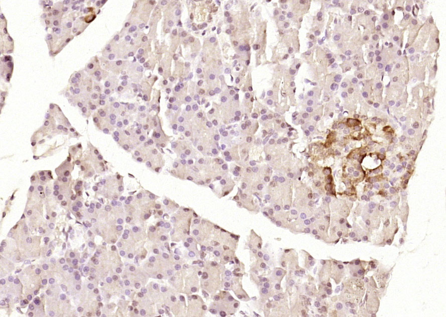 ANKRD5 Rabbit pAb(bs-12158R)-5