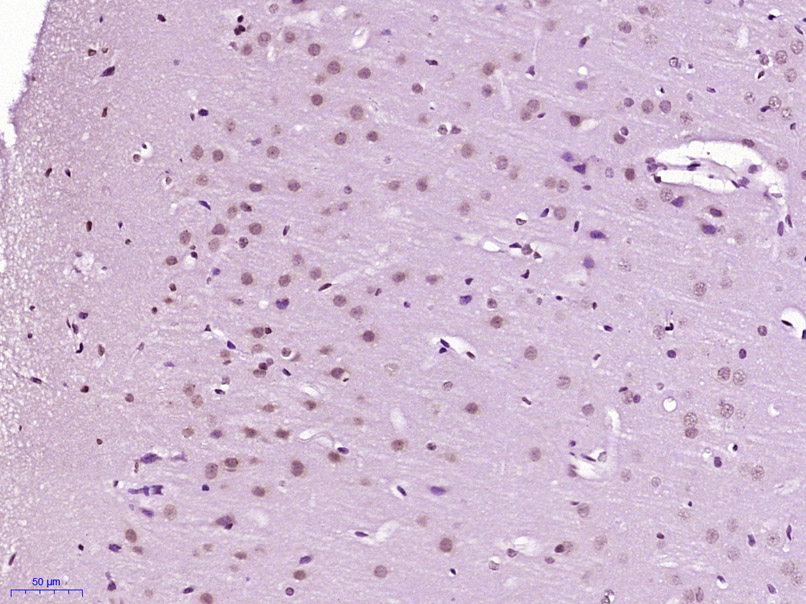 phospho-APBB1 (Ser347) Rabbit 