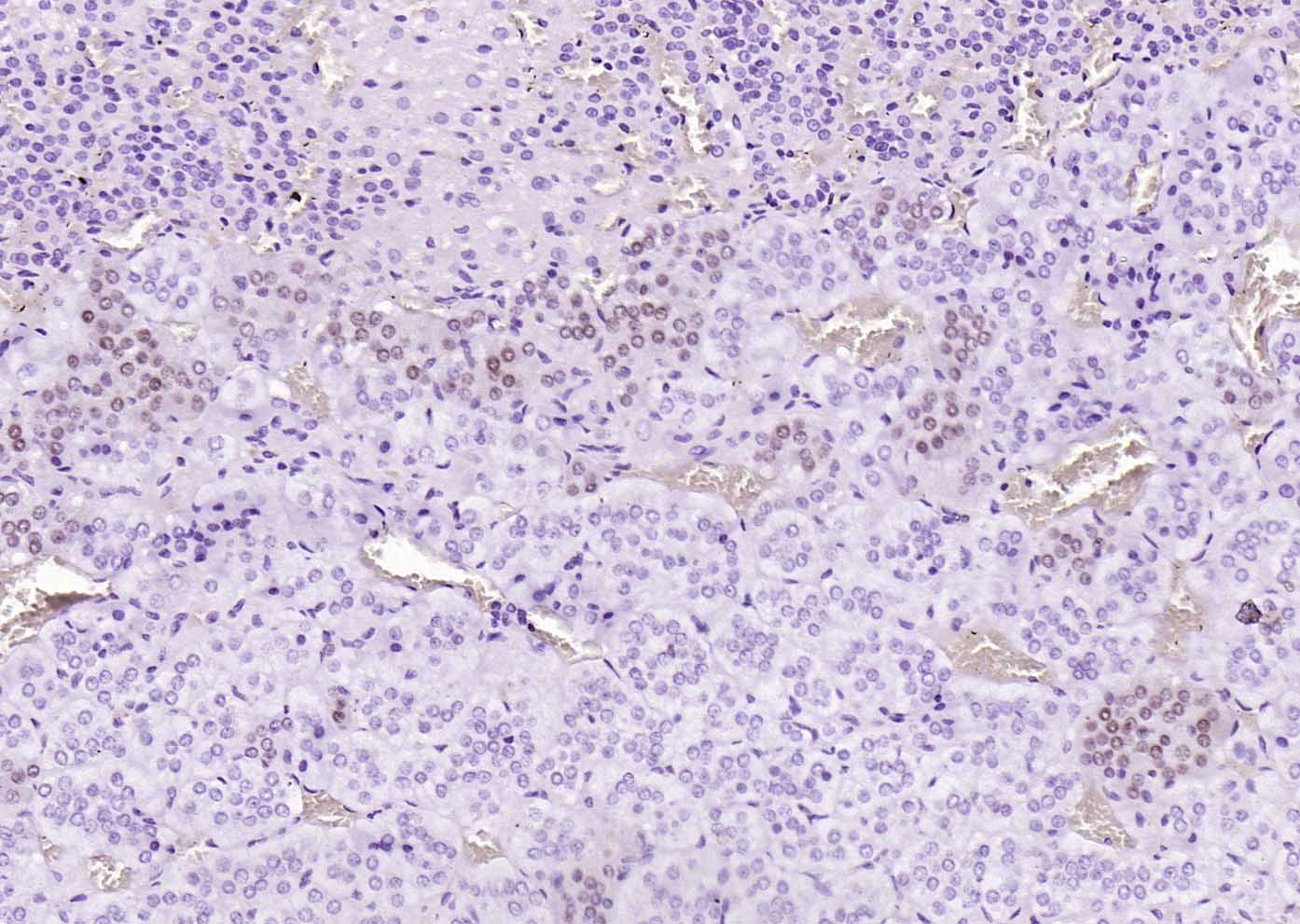 PEG3 Rabbit pAb(bs-1870R)-50ul