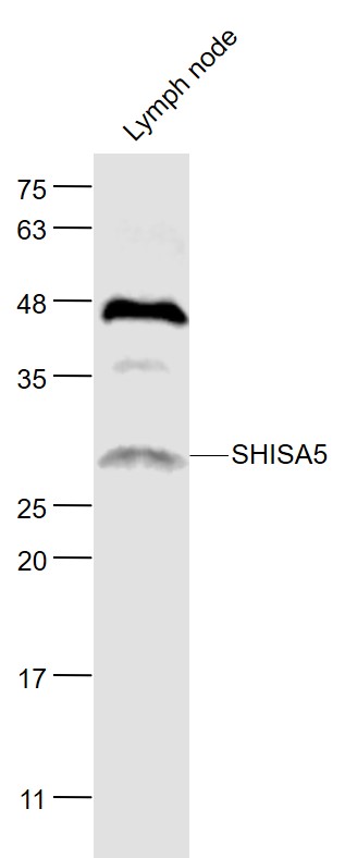 SHISA5 Rabbit pAb(bs-23909R)-5