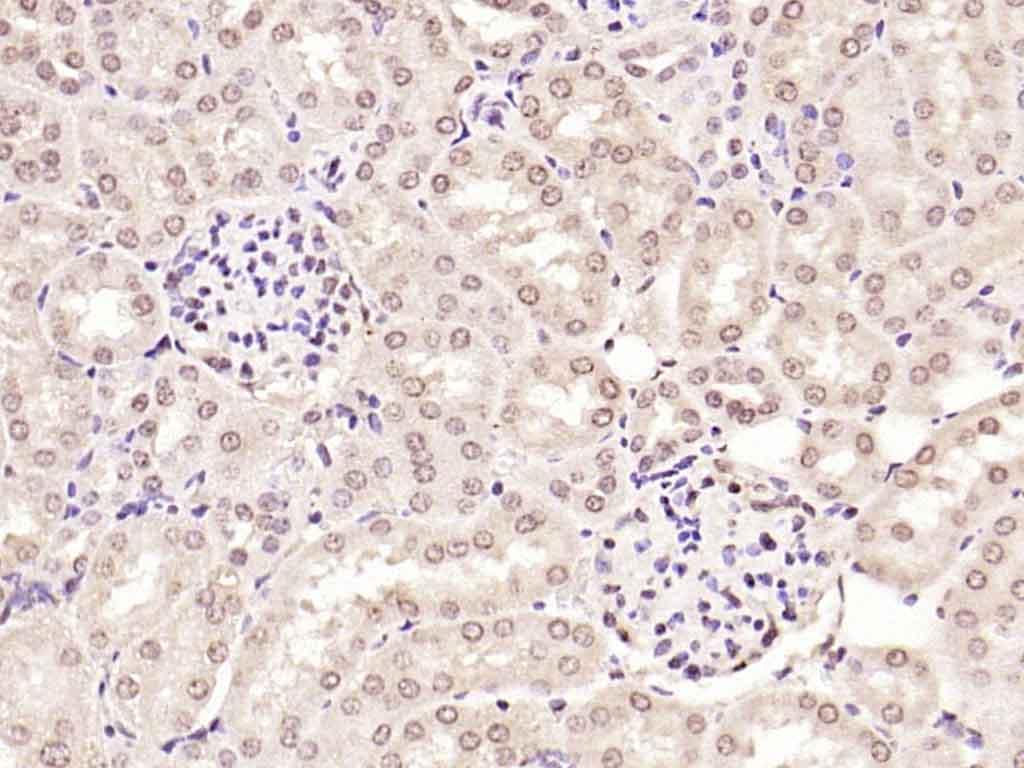 SMAD7 Rabbit pAb(bs-0566R)-50u