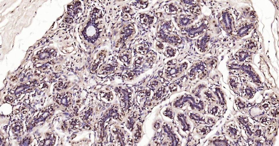 GAPDH Rabbit pAb, Loading Cont