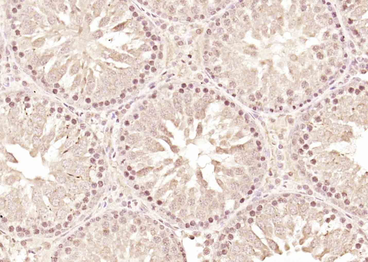 DAP1 Rabbit pAb(bs-6351R)-50ul